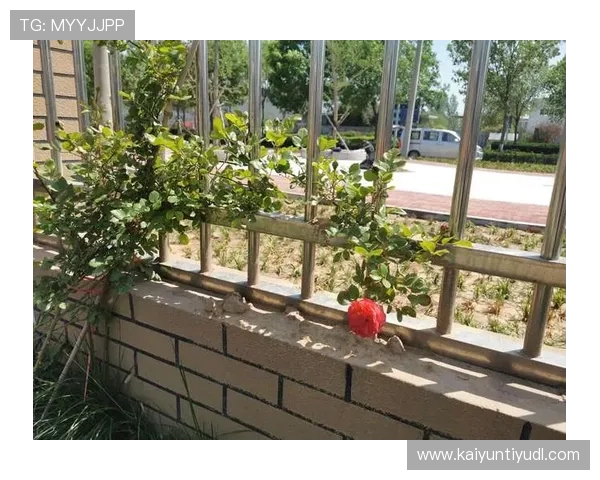 开云KY会员尊享专属优惠，开启奢华购物新体验